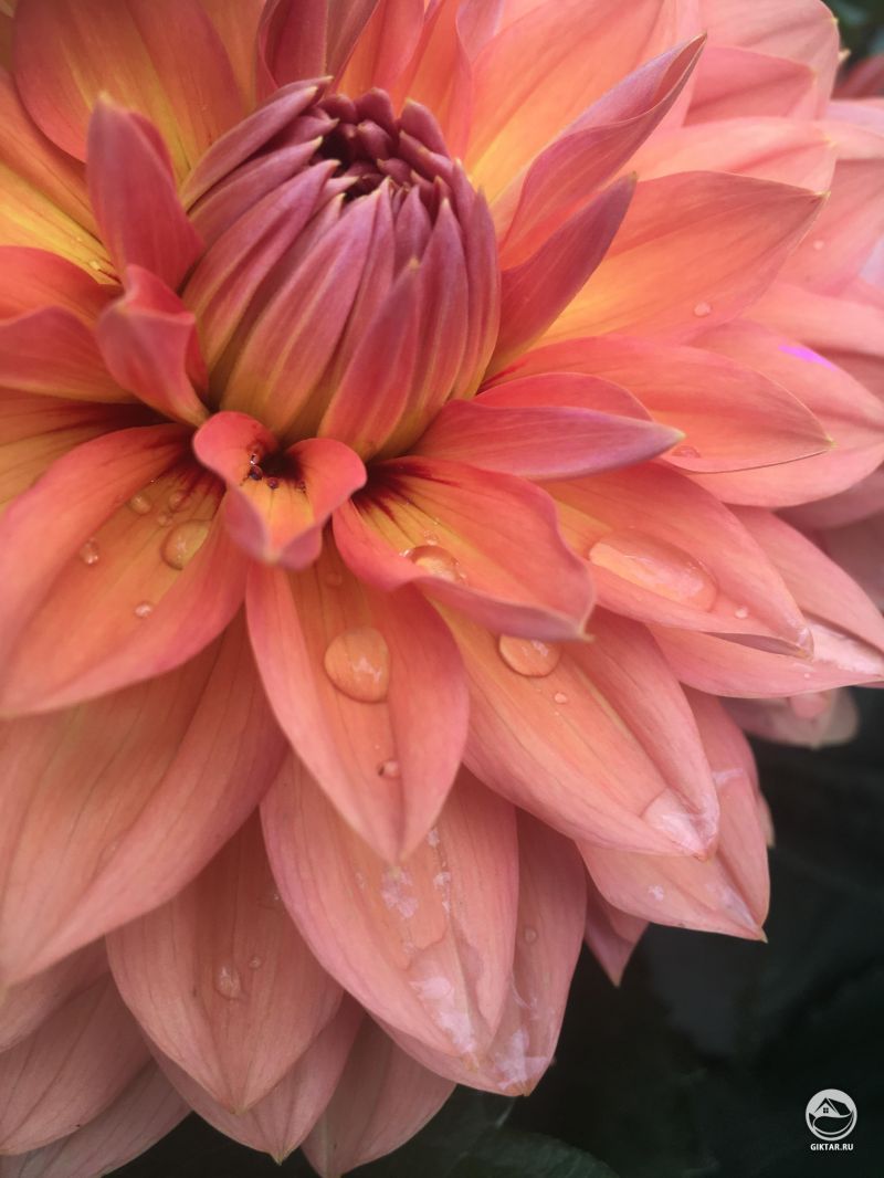 Георгина кораллово-розовая.