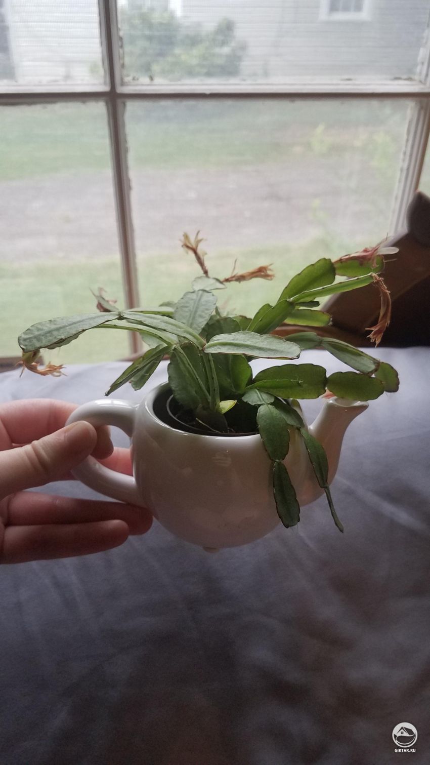 Помогите! Почему мой цветок так завял ?