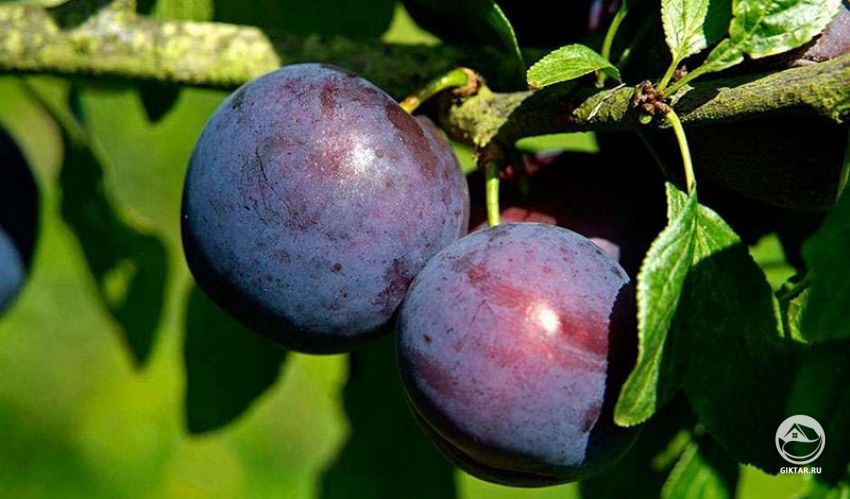 Болезни сливовых деревьев