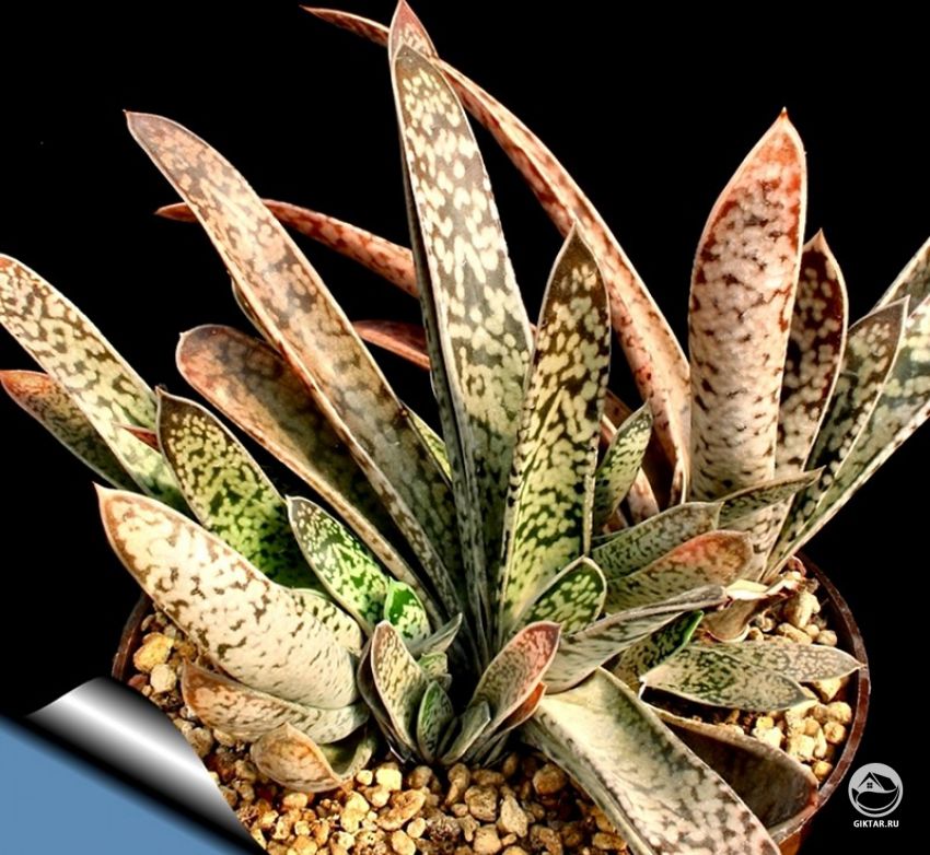 Гастерия двухцветная (Gasteria bicolor ) Гастерия двухцветная (Gasteria bicolor )