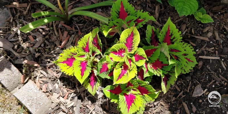 Цветастый колеус