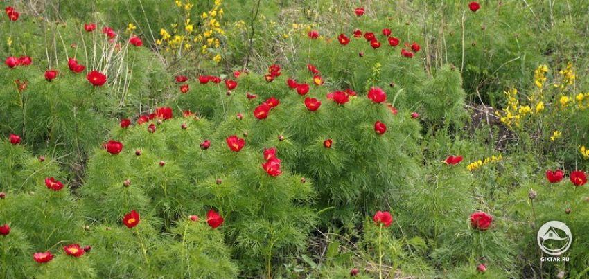 Пион узколистный (Paeonia tenuifolia)