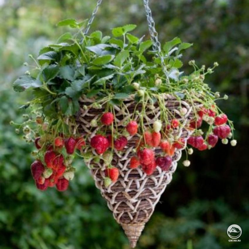 Варианты посадки клубники