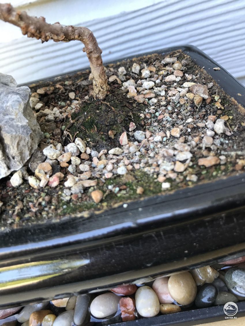 Что это за зеленая штука?