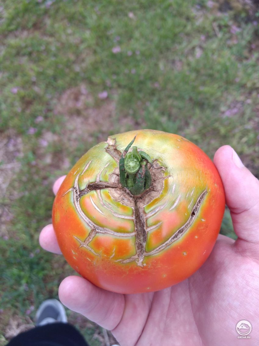 От чего такие трещинки на помидорах?
