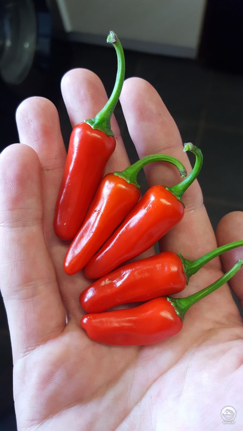 Первый урожай перца чили. Это даже больше, чем были мои ожидания.