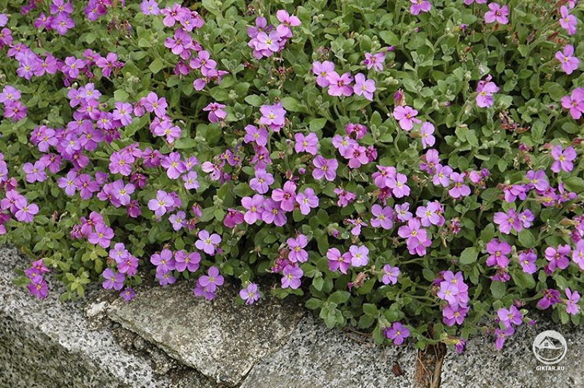 Обриета (Аубриета, Аубреция) культурная Обриета (Аубриета, Аубреция) культурная