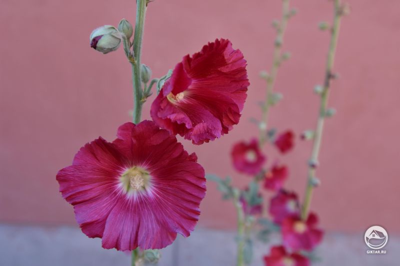 Мальва - растет даже в перу.