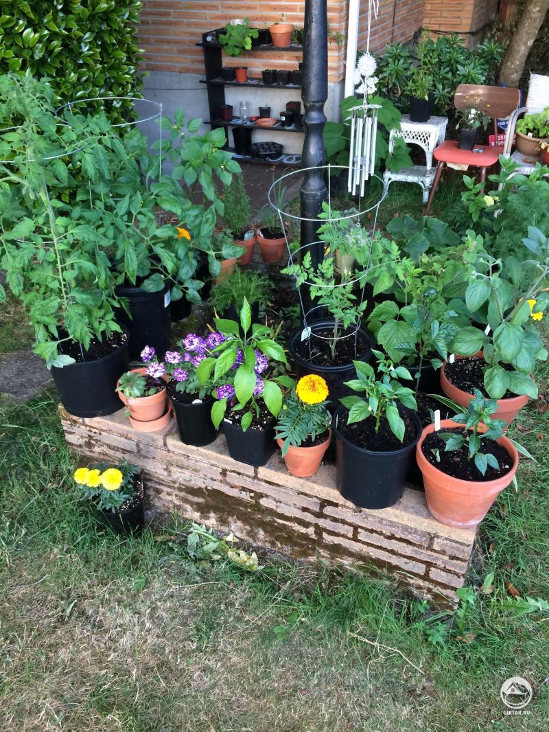 Мой сад и огород в горшках 