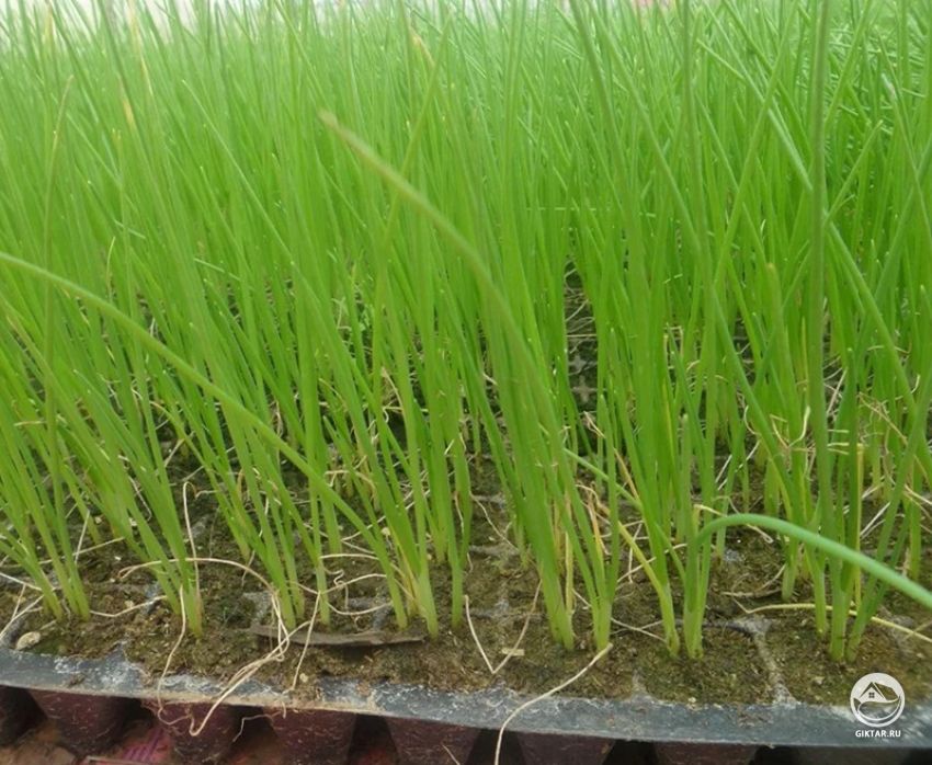рассада лука порея из семян рассада лука порея из семян