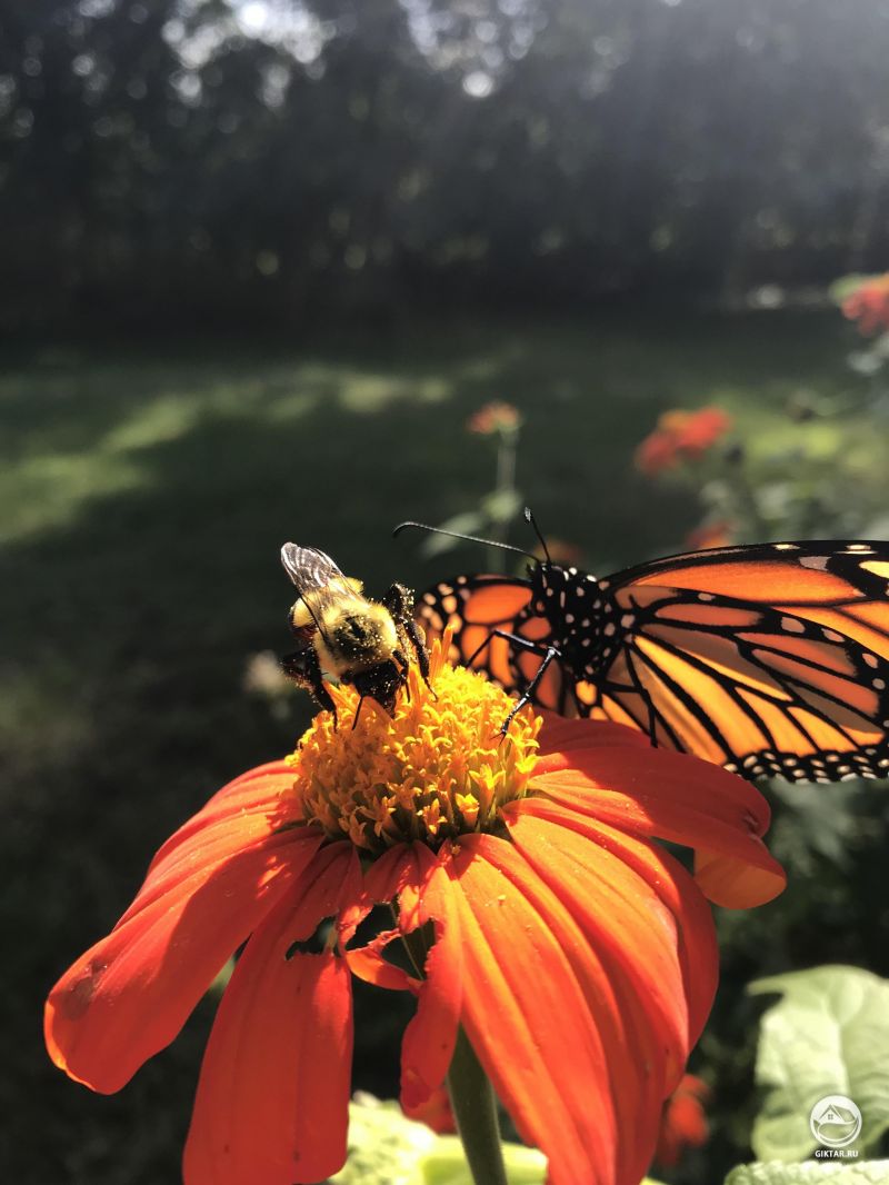 Утренняя битва за пыльцу