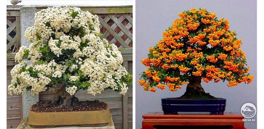 Пираканта бонсай. Цветение. Плодоношение. Пираканта бонсай во время цветения и во время плодоношения