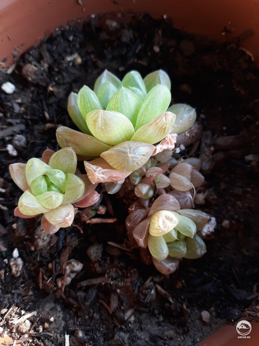 Листья хавортии пожелтели. Что с ней?