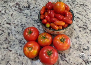 Мой двухнедельный урожай томатов