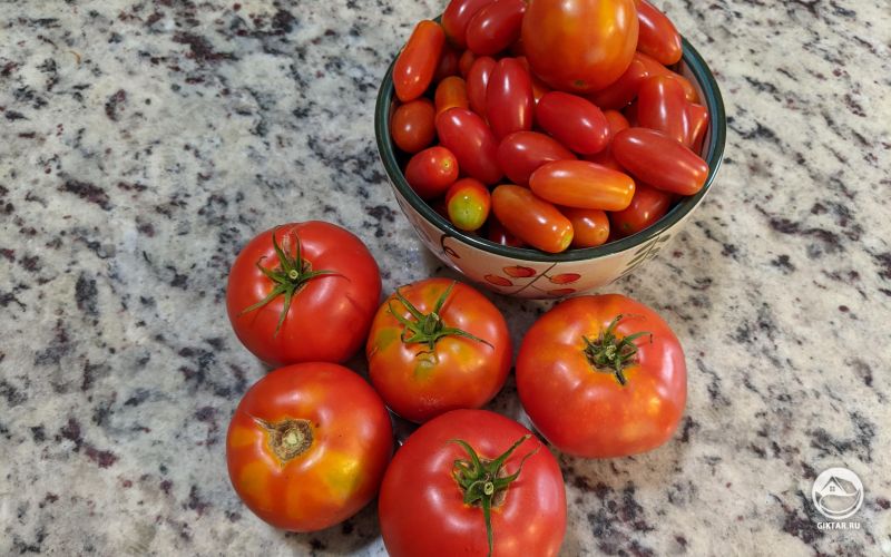 Мой двухнедельный урожай томатов