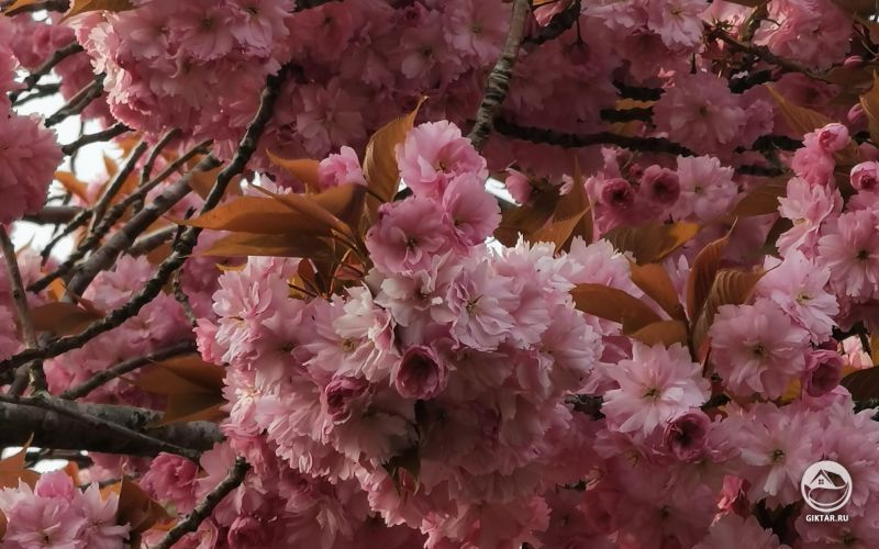 Розовые цветки миндаля