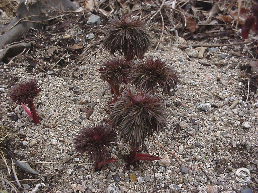 Пион узколистный (Paeonia tenuifolia)