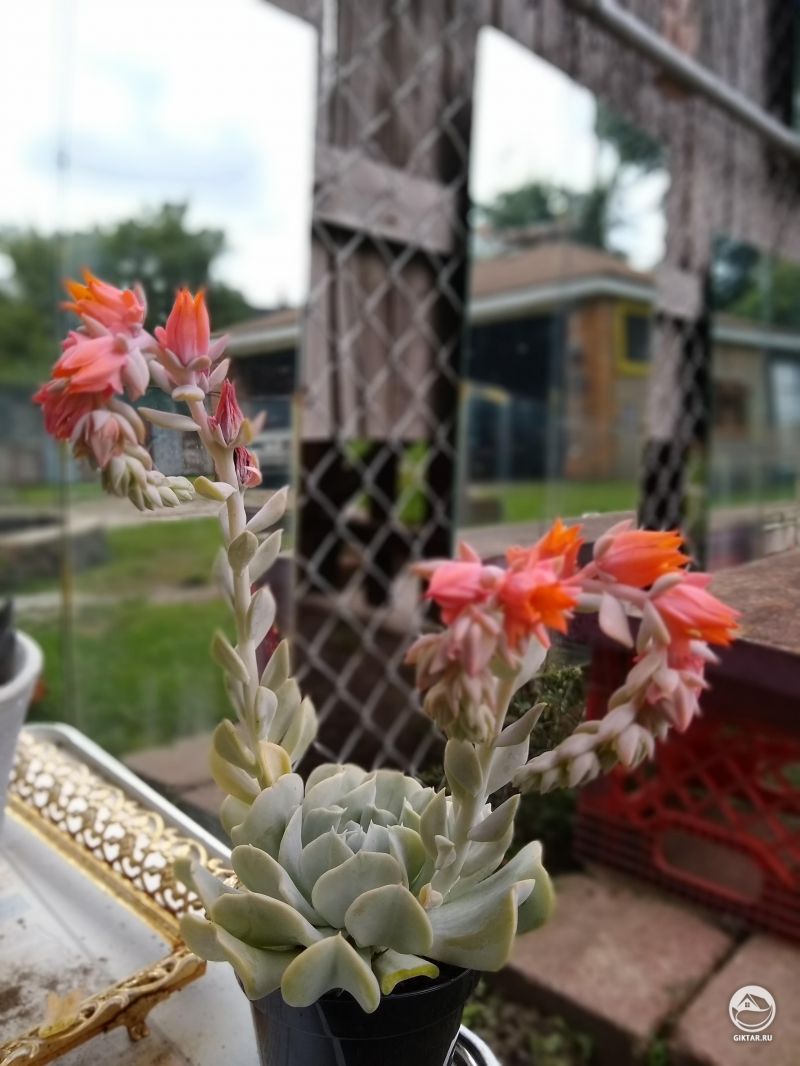 Моя цветущая эхеверия