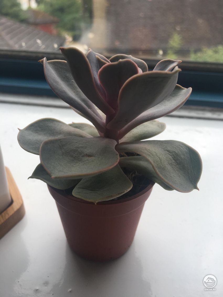 Что может быть причиной того, что нижние листья стали мягким и вялыми?