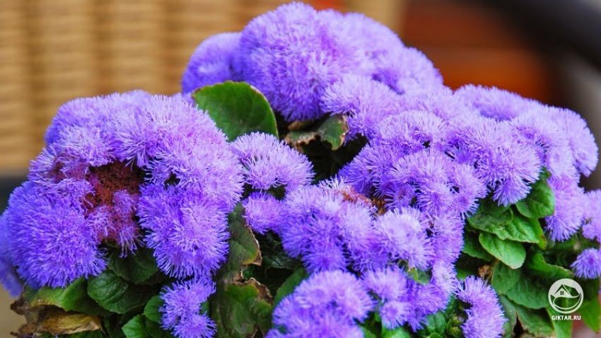 Агератум или долгоцветка . Цветение Цветение агератума. Сиреневые цветки