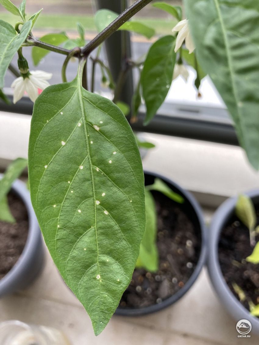 На листьях перча-чили появились белые точки. Что это ?