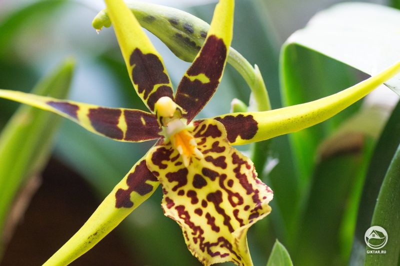 Банфилдара Gilded Tower