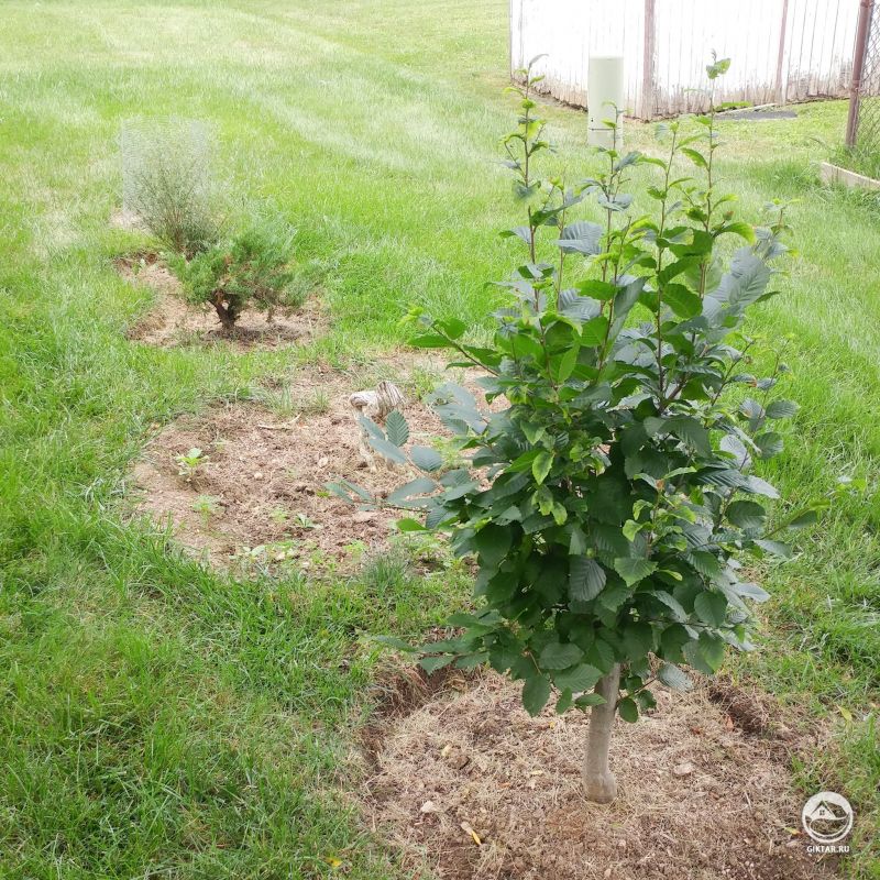 Вяз . Уличный бонсай.