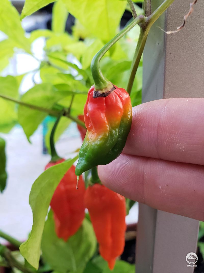 Многоцветный маленький перец