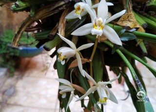 Цветущая белая орхидея