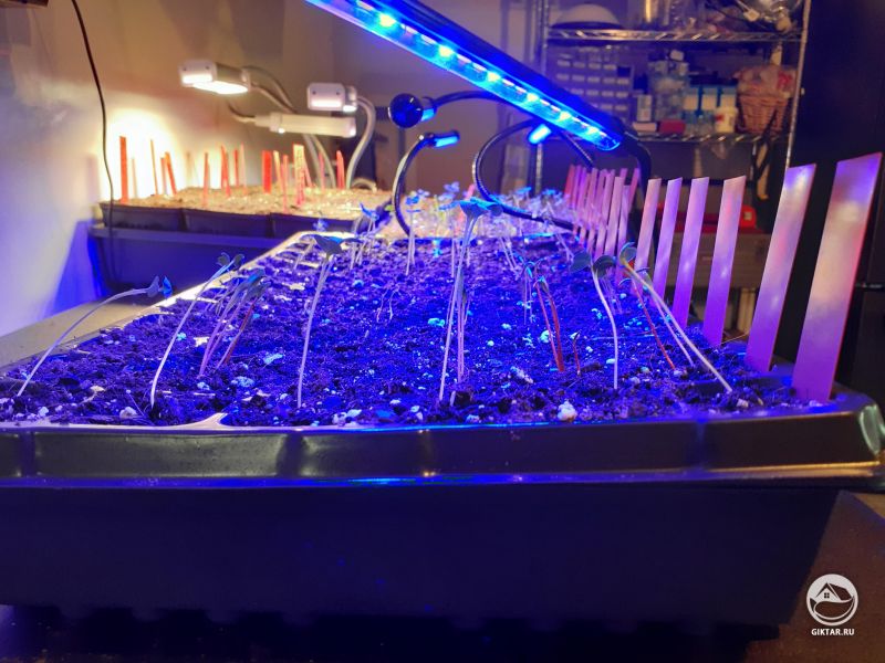 Высадка семян для рассады начата уже в феврале