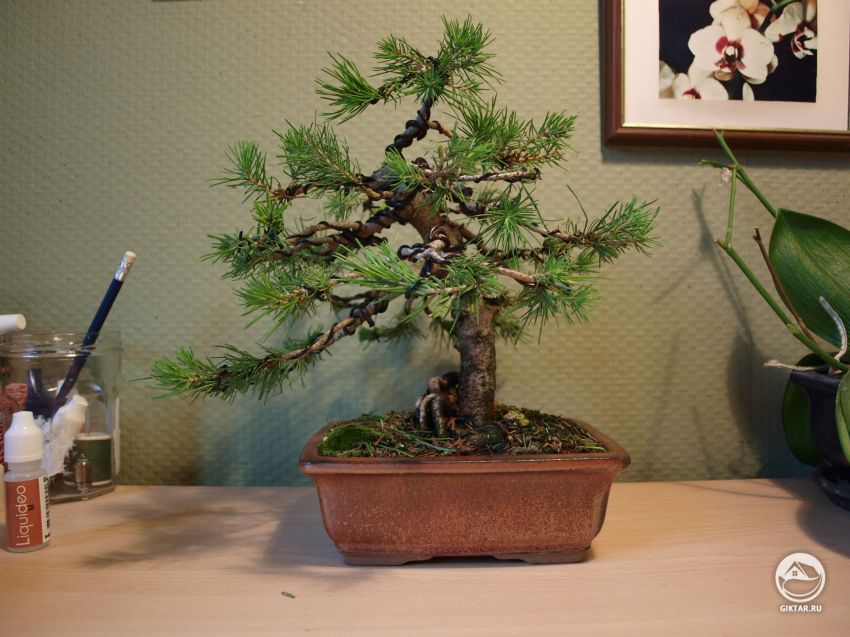 Мое хобби: растущий бонсай!
