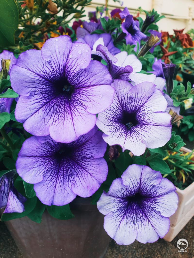 Путинка петуния.