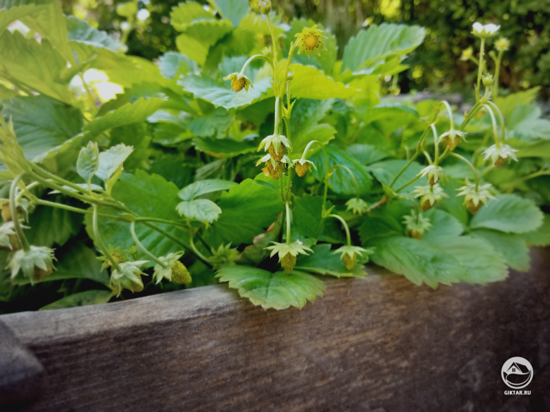 Альпийская ананасная Клубника, которую я вырастила из семян, начав в марте.